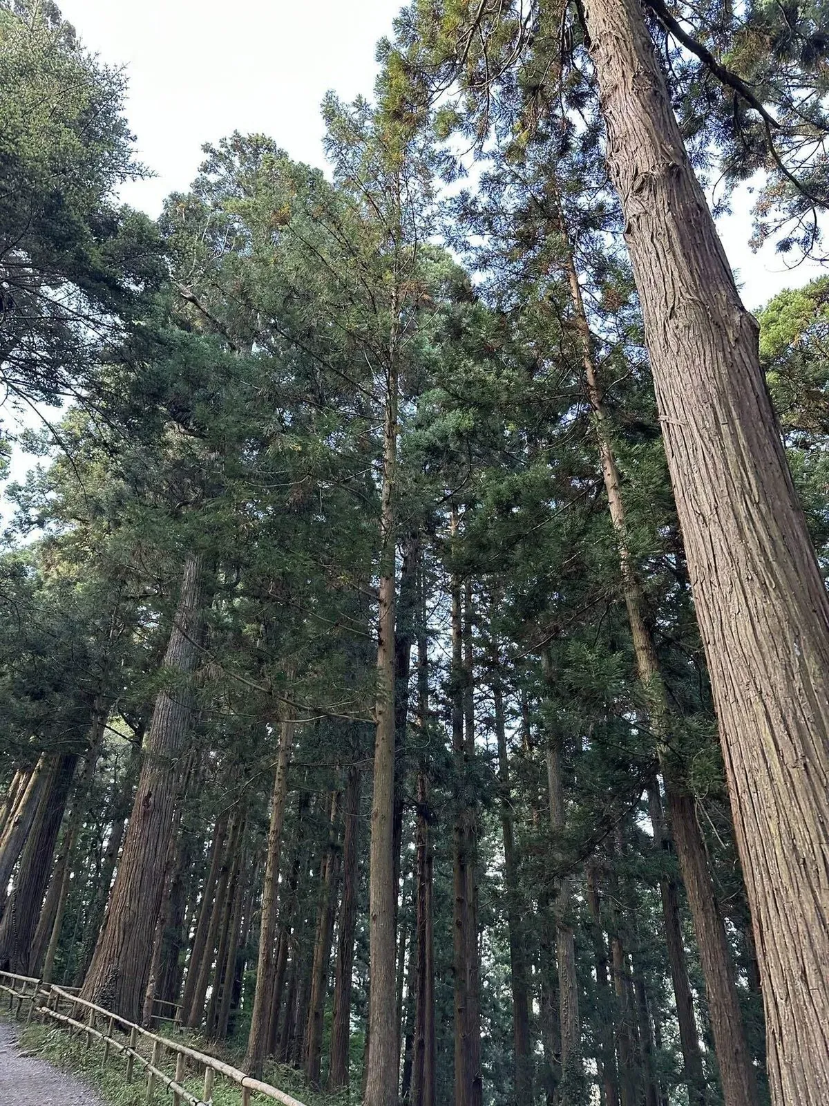 東北に住んでいいとすら思った ～序章＆四寺廻廊編～の画像